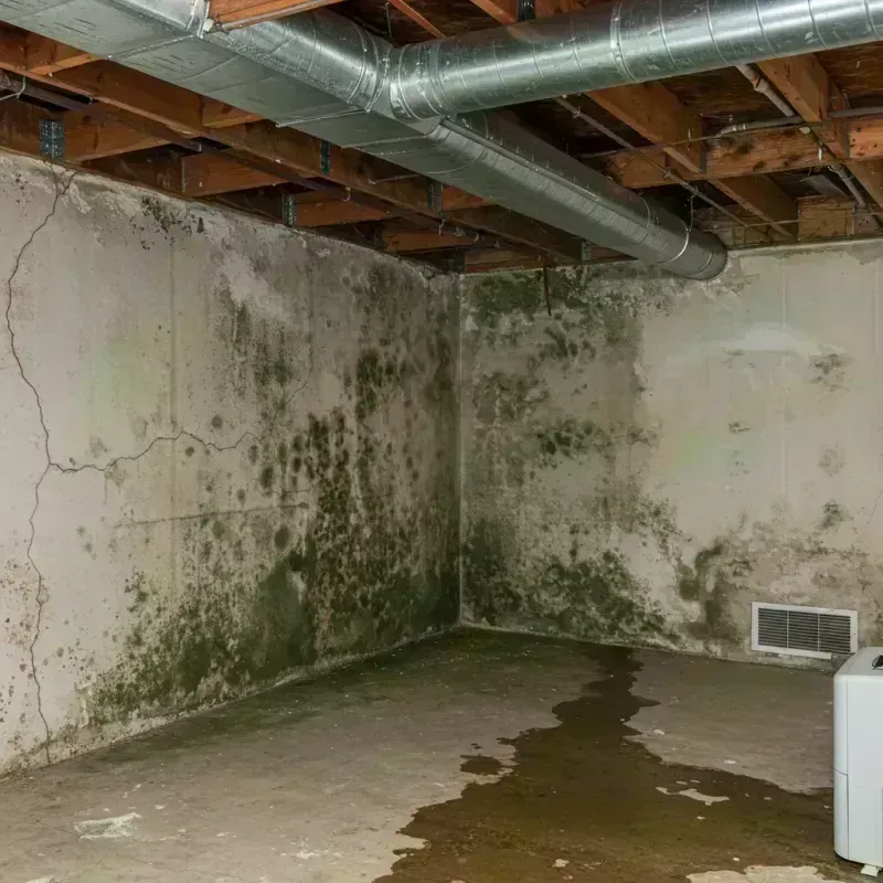 Professional Mold Removal in Goreville, IL